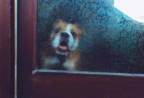 Pies drapie drzwi | Co robić?